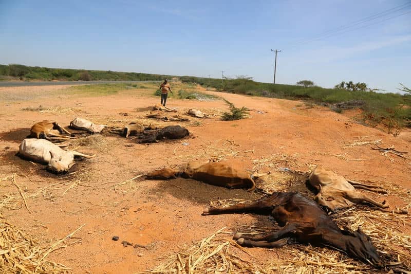 Drought-stricken landscape with several dead cows on barren land, highlighting severe environmental impact.