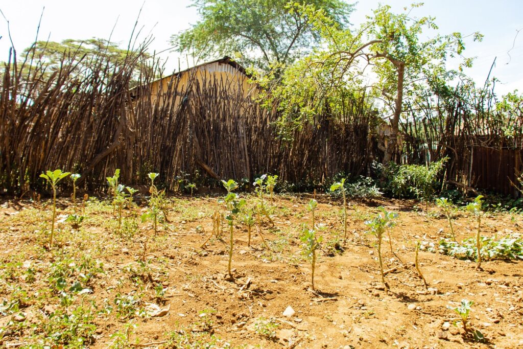 Young plants growing in a sunlit garden plot surrounded by wooden fence and trees.