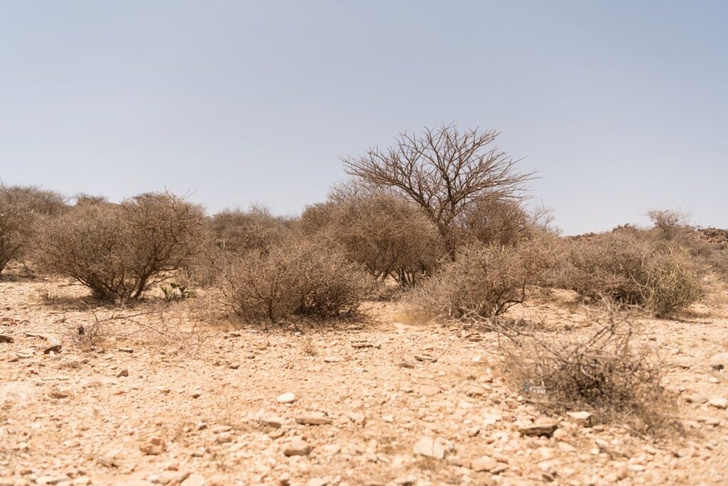Desert landscape with dry shrubs and rocky terrain under a clear blue sky.