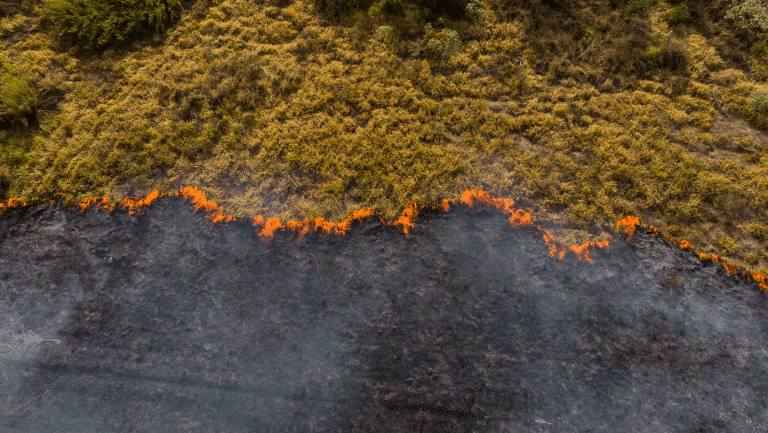 Aerial view of controlled burn fire line in grassland area, showcasing contrast between green vegetation and scorched ground.